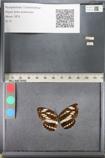 Media type: image;   Entomology 146125